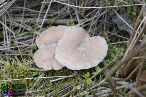 Clitocybe diatreta_LR (2).jpg